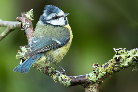 Blue Tit