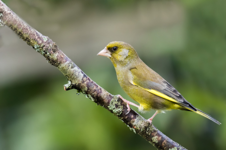 Greenfinch