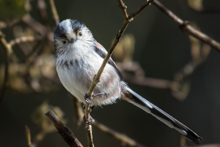 Long-tailed Tit