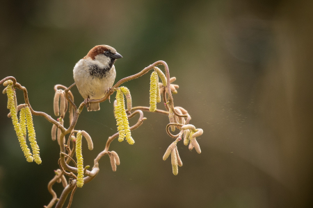 House Sparrow male