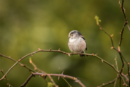 Long-tailed Tit