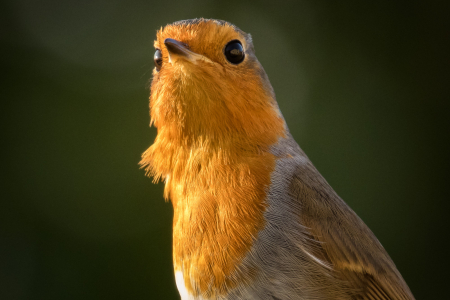 Robin