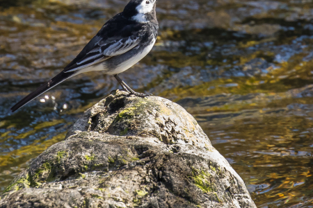 Grey Wagtail