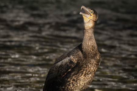 Cormorant