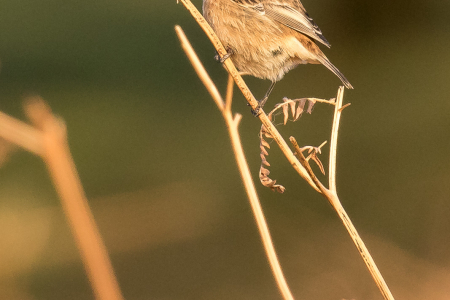 Stonechat (female)