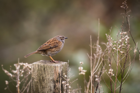 Dunnock on a post