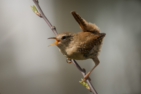Singing Wren