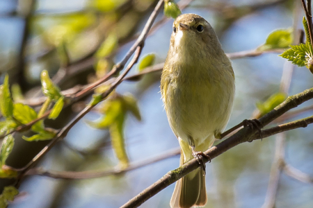 ChiffChaff