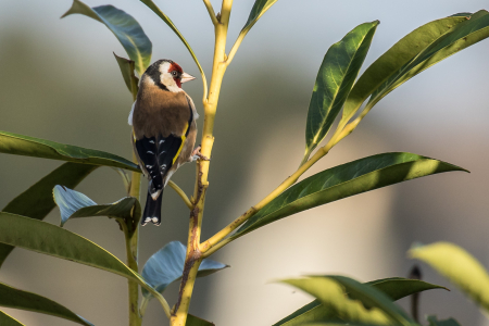 Goldfinch