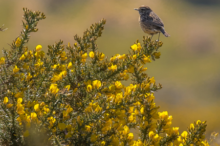 Female Stonechat on Gorse