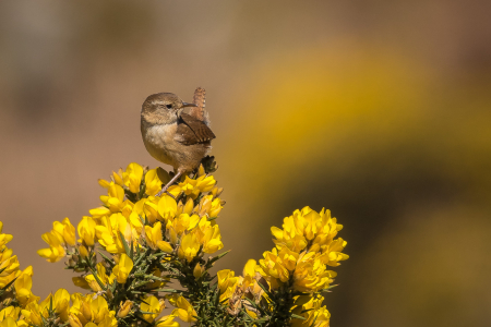 Wren on Gorse