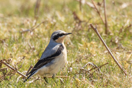 Male Wheatear