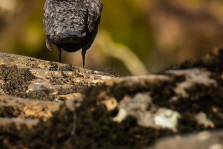 Dipper