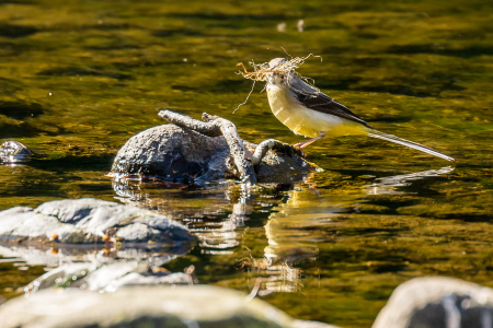 Grey Wagtail