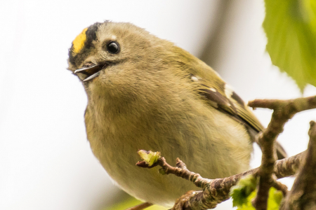 Goldcrest