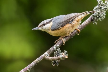 Nuthatch