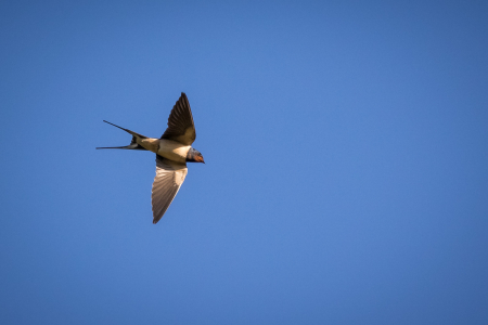 Swallow