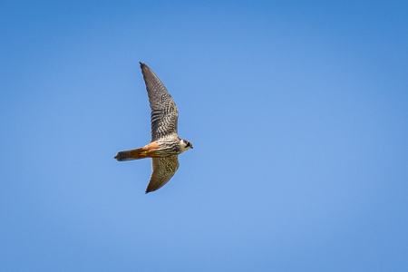 Hobby