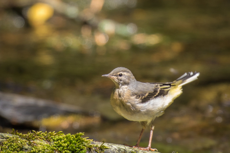 Grey Wagtail fledgling