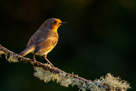 Sunset Robin