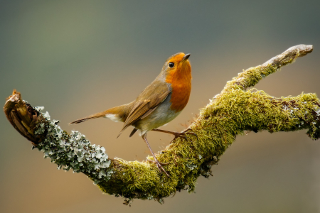 Robin