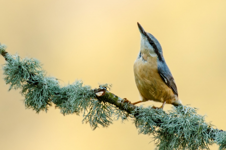 Nuthatch