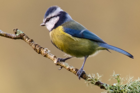 Blue Tit