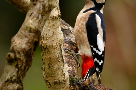 Great Spotted Woodpecker