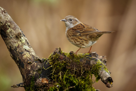 Dunnock