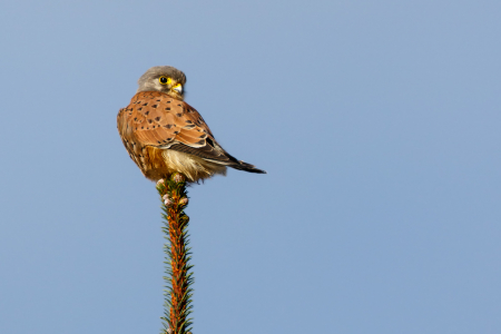 Kestrel