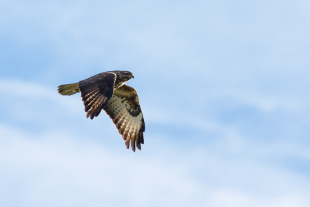 Close encounters of the feathered kind