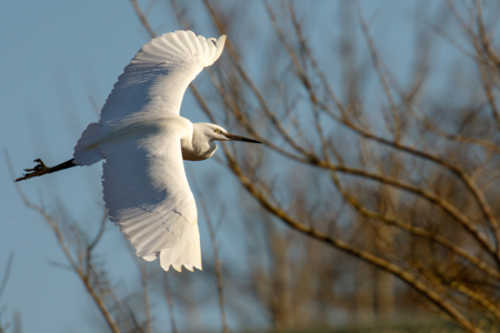 Little Egret