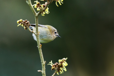 Goldcrest