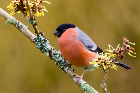 Eurasian Bullfinch