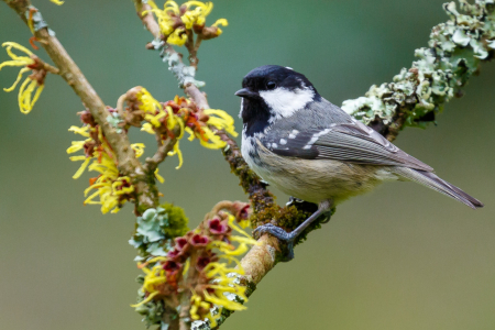 Coal Tit