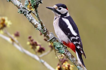 Great Spotted Woodpecker