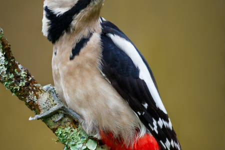 Great Spotted Woodpecker