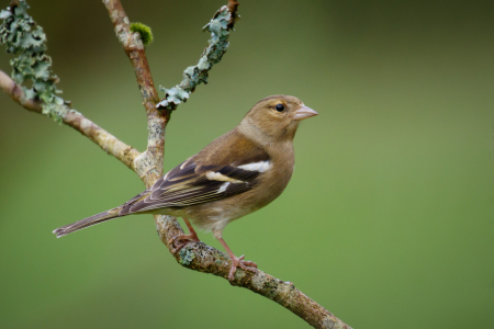 Female Chaffinch
