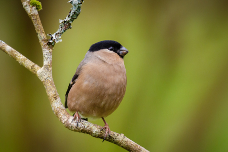 Bullfinch (female)