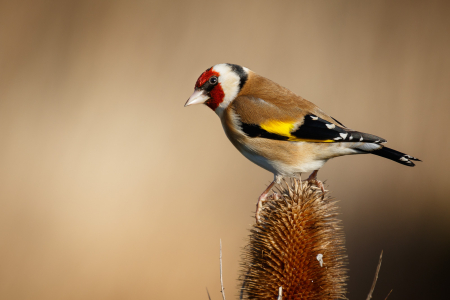 Goldfinch