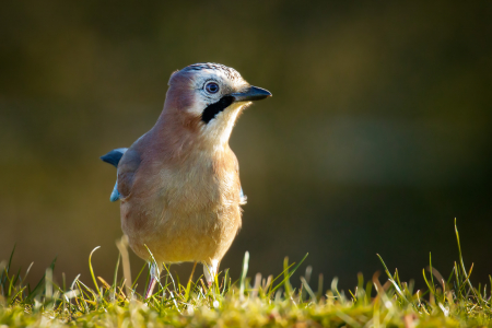 Jay