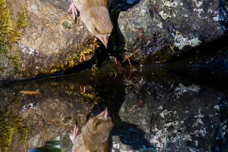 Greenfinch reflection