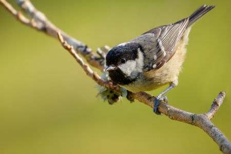 Coal Tit