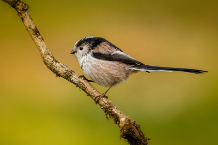Long-tailed Tit
