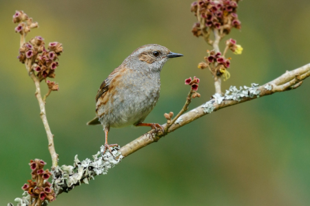Dunnock