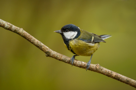 Great Tit