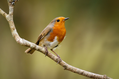Robin