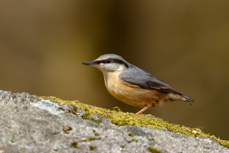 Nuthatch on a rock