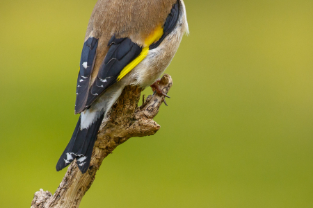 Goldfinch