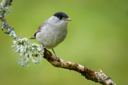 Blackcap